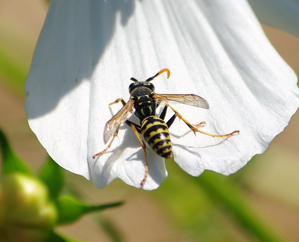 VESPIDAE Polistes biglumis 2.JPG