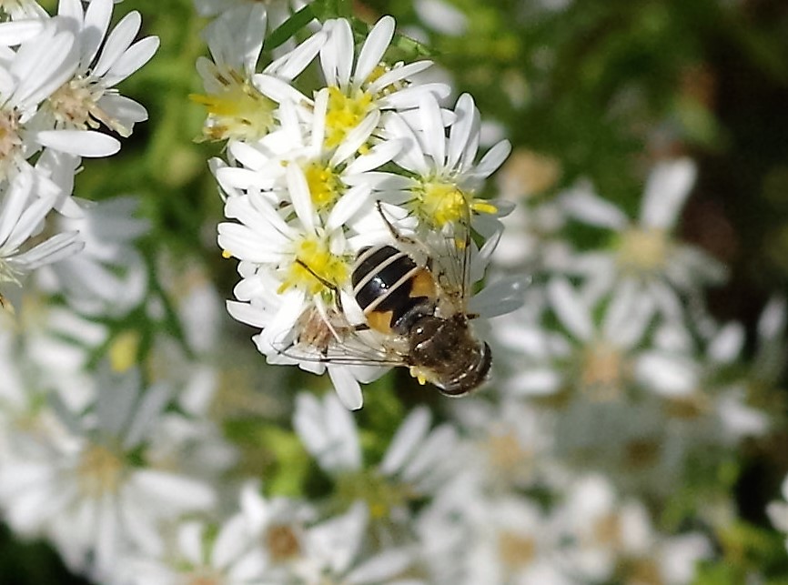 SYRPHIDAE Eristalis interrupta 1.JPG