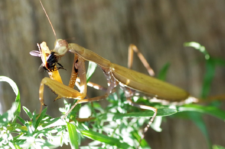 DICTYOPTERA MANTIDAE Mantis religiosa 3.JPG