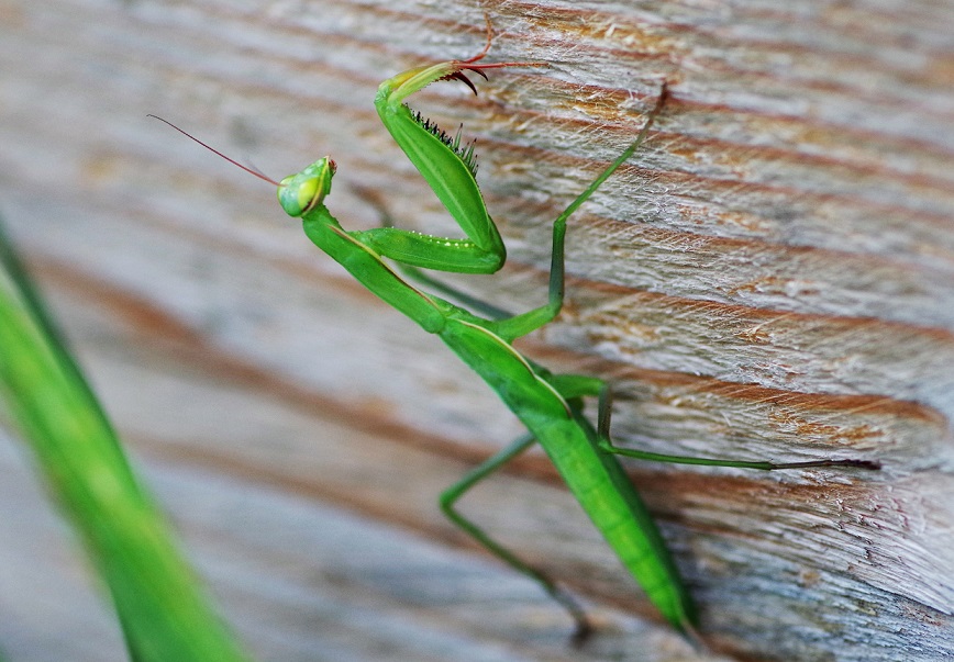 DICTYOPTERA MANTIDAE Iris oratoria 2.JPG