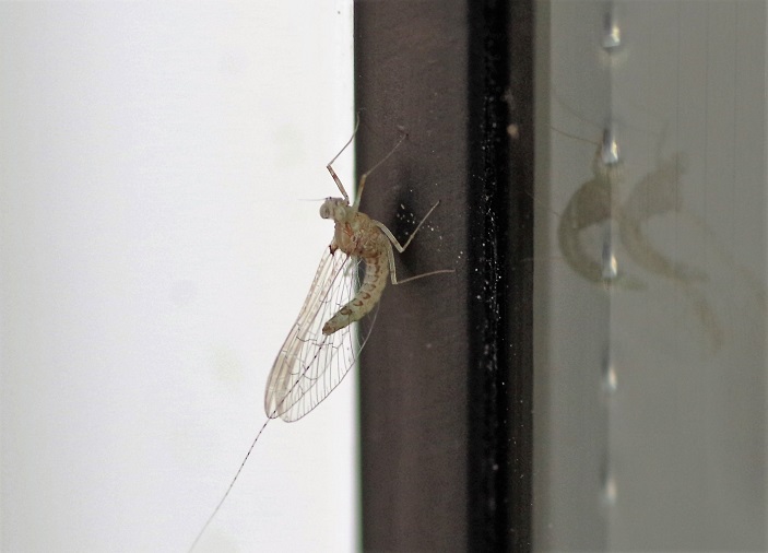 EPHEMEROPTERA BAETIDAE Cloeon dipterum.JPG