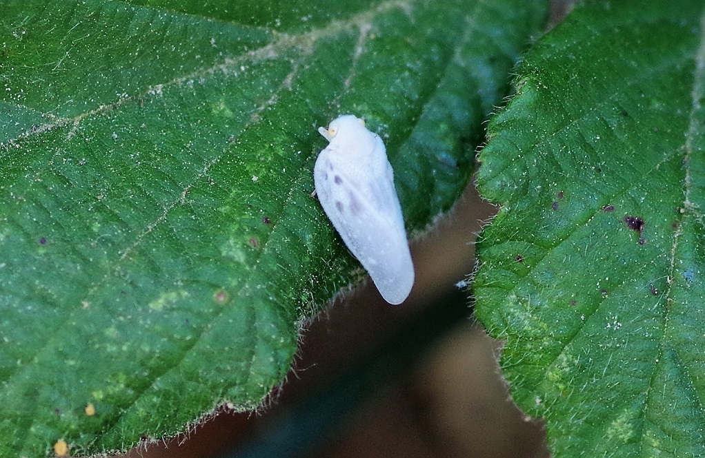 HOMOPTERA FLATIDAE Metcalfa pruinosa (cicadelle blanche).JPG