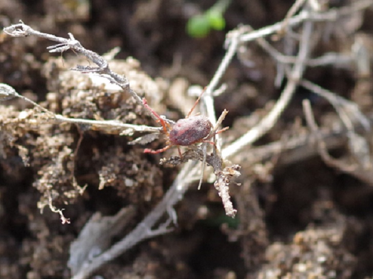 PROSTIGMATA TROMBIDIIDAE Trombidiidae sp. 2.JPG