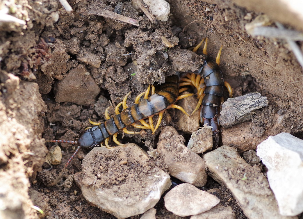 SCOLOPENDROMORPHA SCOLOPENDRIDAE Scolopendra cingulata.JPG