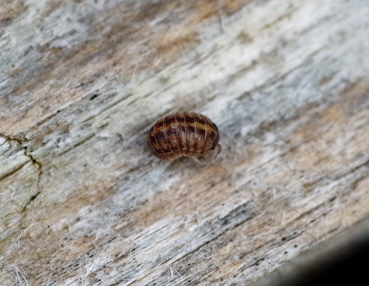 GLOMERIDA GLOMERIDAE Glomeris intermedia.JPG