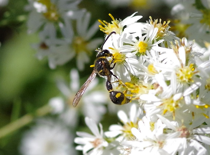 VESPIDAE Eumenes pomiformis.JPG