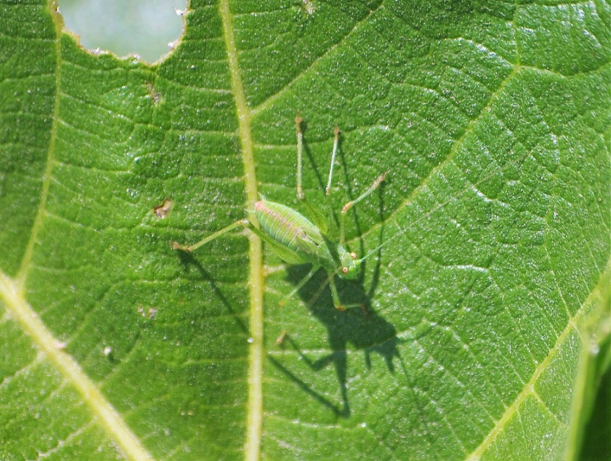 TETTIGONIIDAE Tettigonia viridissima 3.JPG