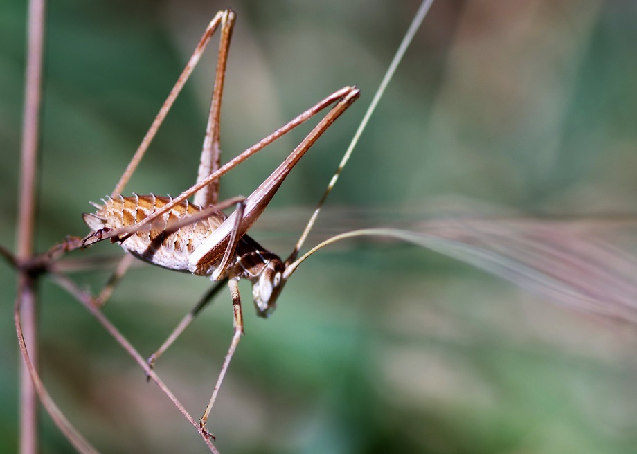 PHANEROPTERIDAE Tylopsis lilifolia 2 (phanéroptère liliacé).JPG