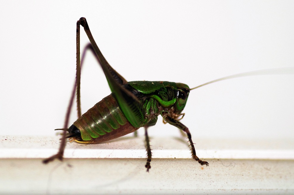 TETTIGONIIDAE Eupholidoptera chabrieri (pholidoptère splendide).JPG