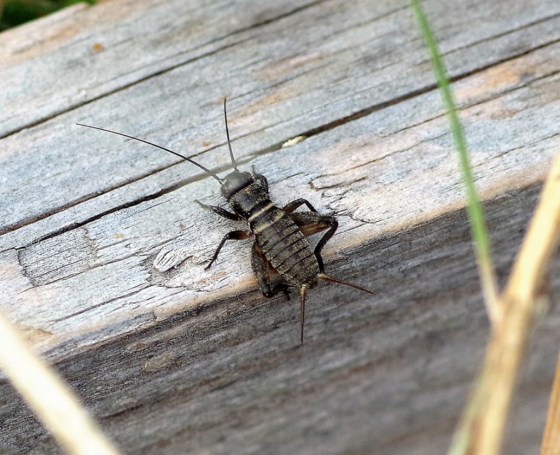 GRYLLIDAE Gryllus campestris (grillon champêtre).JPG