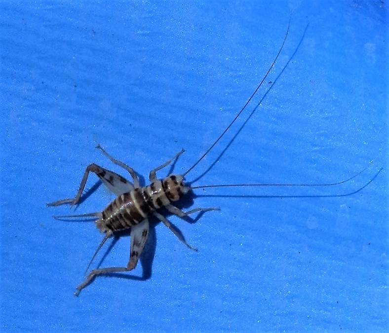 GRYLLIDAE Gryllomorpha uclensis (grillon des jas).JPG