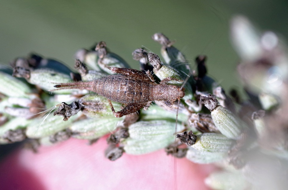 MOGOPLISTIDAE Arachnocephalus vestitus (grillon des cistes).JPG