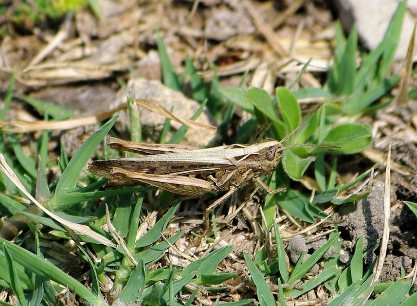 ACRIDIDAE Aiolopus puissanti 5 (aïolope élancée mâle).JPG