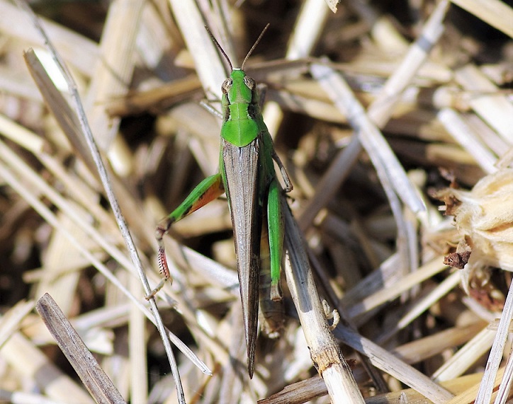 ACRIDIDAE Aiolopus puissanti 2 (aïolope élancée femelle).JPG