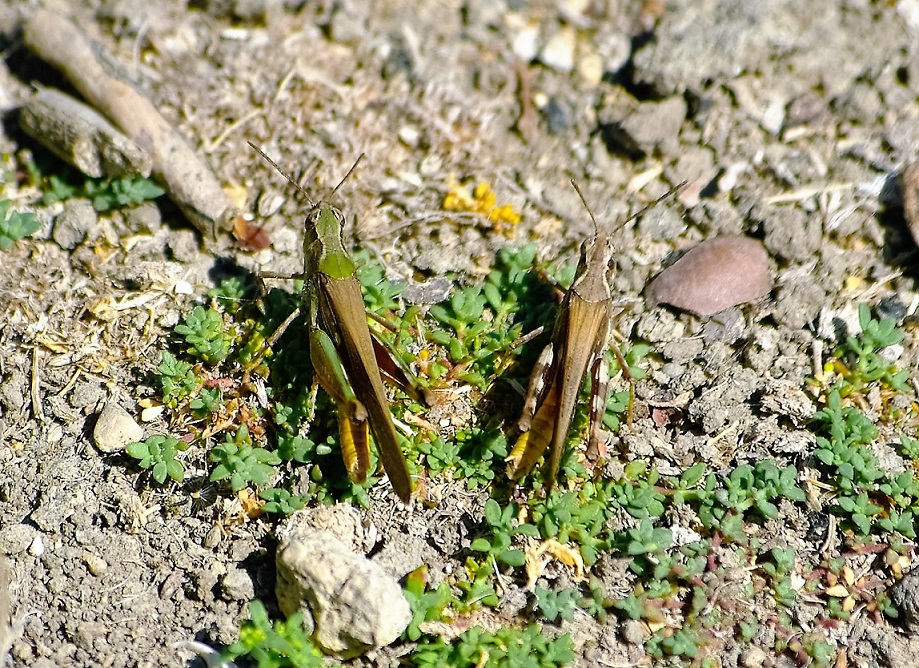 ACRIDIDAE Aiolopus puissanti 7 (aïolope élancée couple).JPG