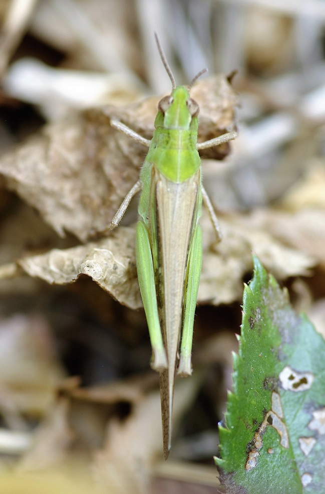 ACRIDIDAE Aiolopus puissanti 6 (aïolope élancée femelle).JPG