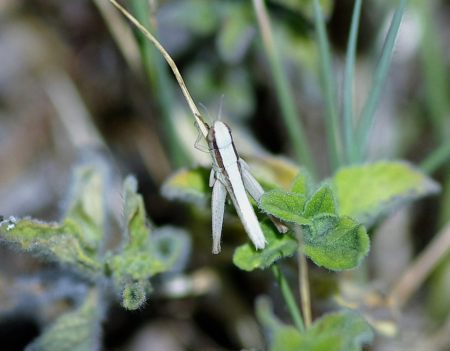 ACRIDIDAE Euchorthippus elegantus 2 (criquet blafard).JPG