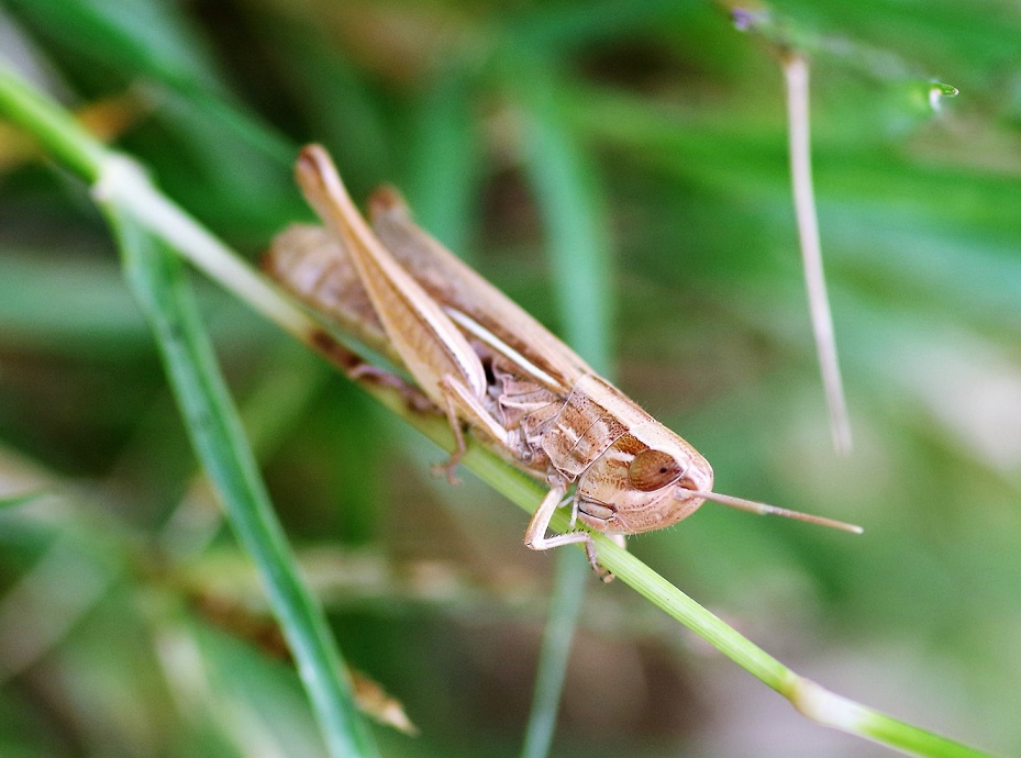 ACRIDIDAE Chorthippus albomarginatus 1 (criquet marginé).JPG