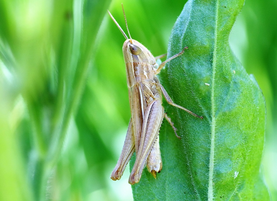 ACRIDIDAE Chorthippus albomarginatus 2 (criquet marginé).JPG