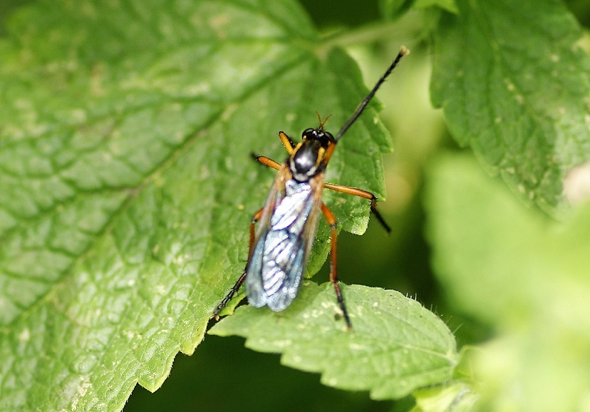 ASILIDAE Molobratia teutonus.JPG