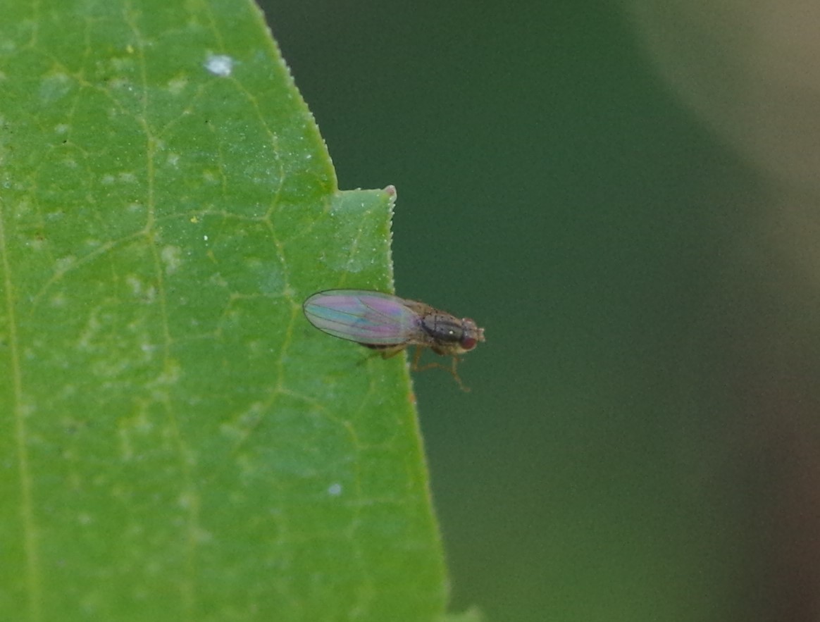 LAUXANIIDAE Sapromyza viciespunctata.JPG