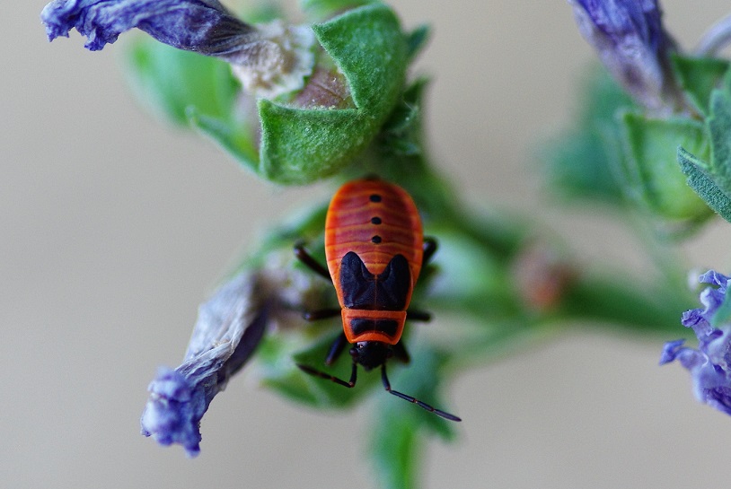 PYRRHOCORIDAE  Pyrrhocoris apterus 2 (gendarme).JPG