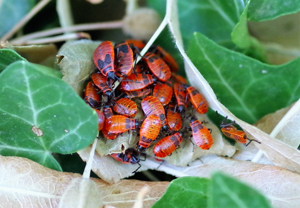 PYRRHOCORIDAE  Pyrrhocoris apterus 3 (gendarme).JPG