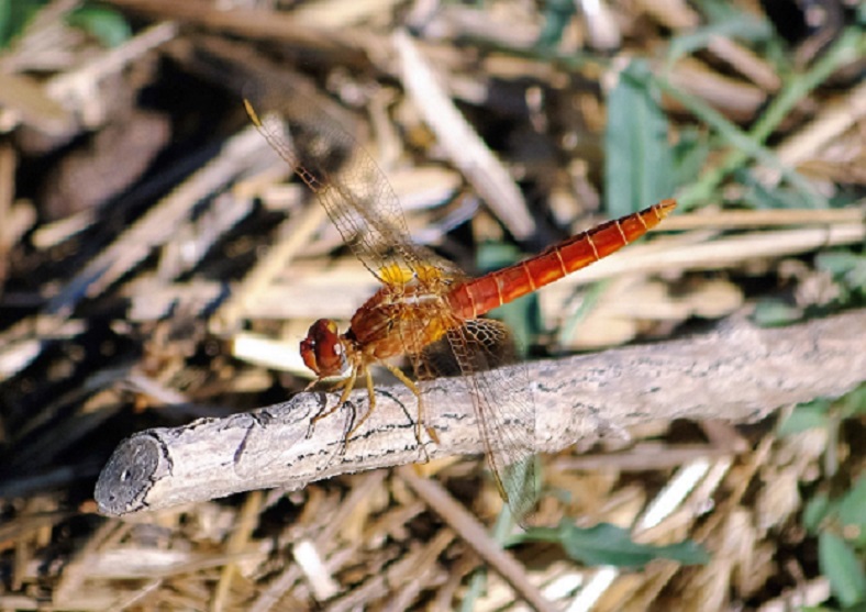 LIBELLULIDAE Crocothemis erythrea 7 (crocothémis écarlate mâle immature).JPG