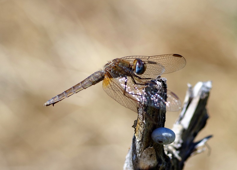 LIBELLULIDAE Crocothemis erythrea 5 (crocothémis écarlate femelle).JPG