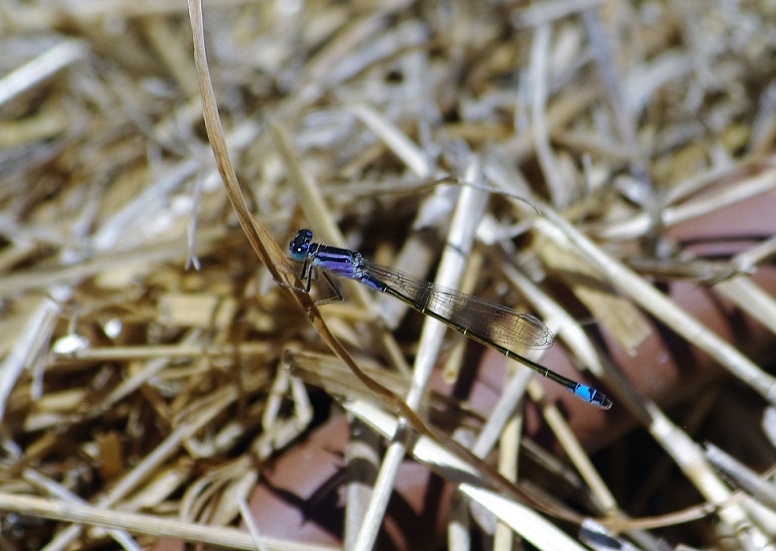 COENAGRIONIDAE Ischnura elegans 3 (agrion élégant).JPG