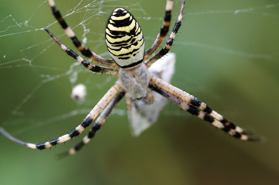 ARANEIDAE Argiope bruennichii 2 (argiope fasciée).JPG