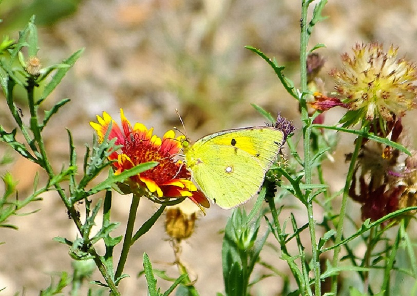 PIERIDAE Colias crocea 2 (souci).JPG