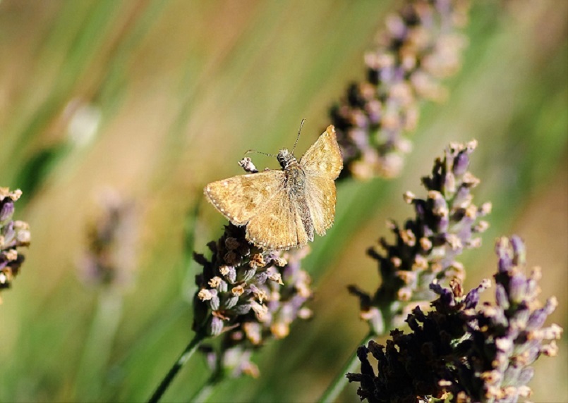 HESPERIIDAE Erynnis tages 2 (point de Hongrie).JPG