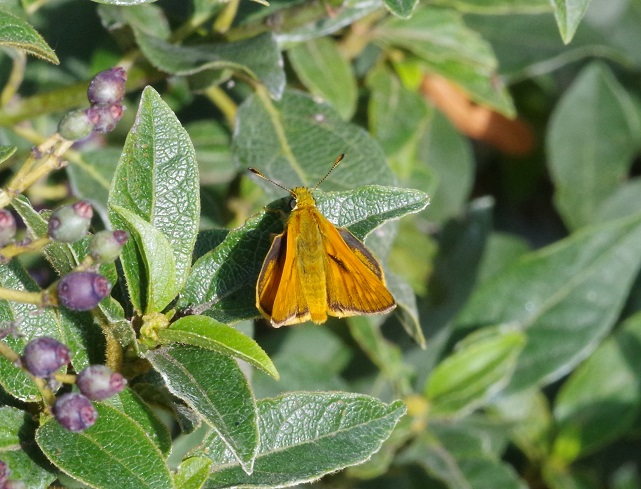 HESPERIIDAE Ochlodes sylvanus 2 (sylvaine).JPG