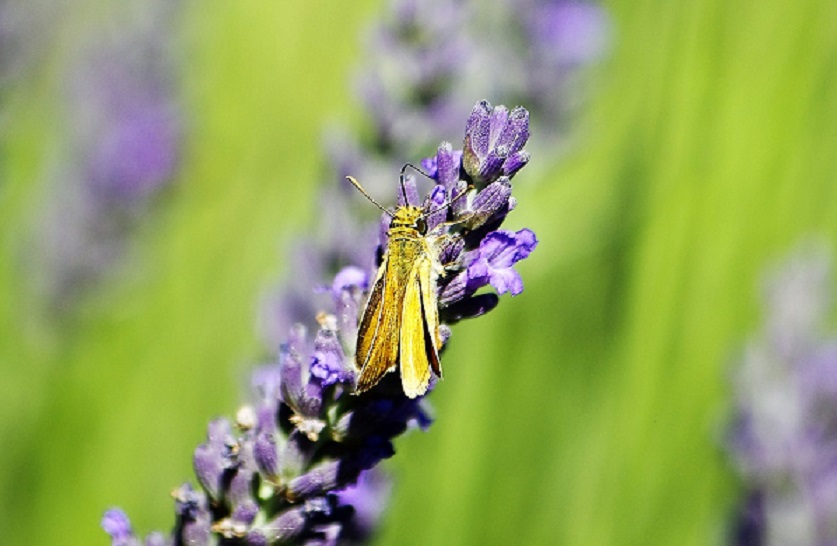 HESPERIIDAE Thymelicus sylvestris 1 (bande noire).JPG