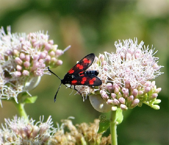 ZYGAENIDAE Zygaena filipendulae 3 (zygène des prés).JPG