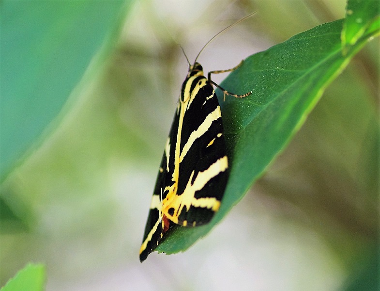 EREBIDAE Euplegia quadripunctaria 1 (écaille chinée).JPG