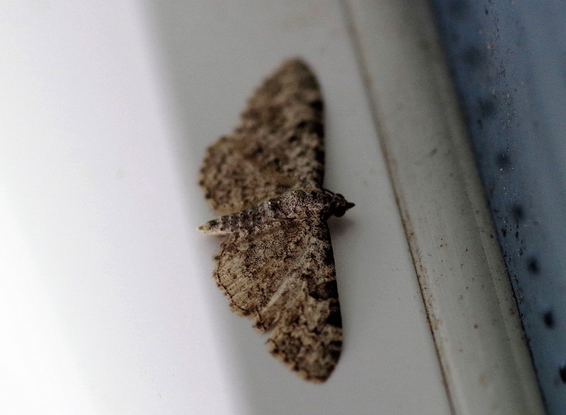 GEOMETRIDAE Alcis repandata (boarmie recourbée).JPG