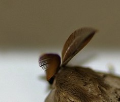 EREBIDAE Lymantria dispar (bombyx disparate) (2).JPG