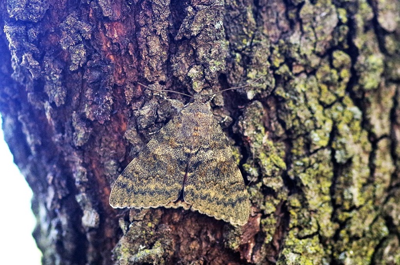 EREBIDAE Catocala nupta (mariée).JPG