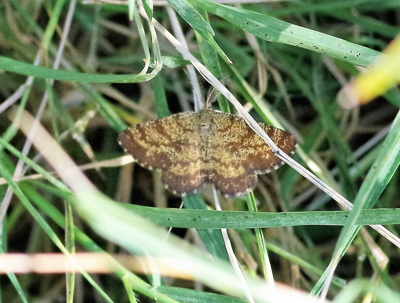 GEOMETRIDAE Ematurga atomaria 2 (phalène picotée).JPG