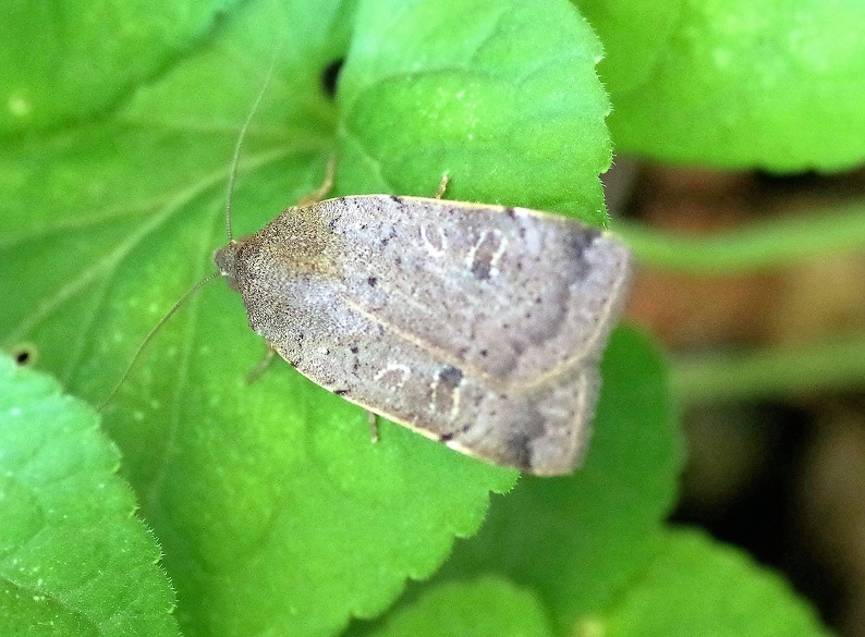 NOCTUIDAE Noctua comes 3 (hulotte).JPG