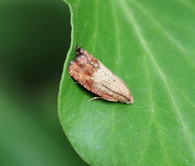 TORTRICIDAE Cydia amplana 1 (tordeuse du chêne).JPG