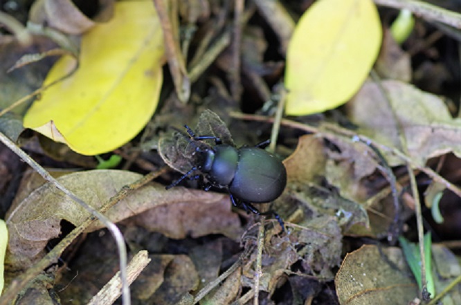 CHRYSOMELIDAE Timarcha tenebricosa 2.JPG