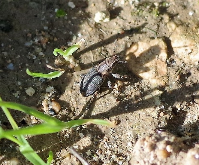 CURCULIONIDAE Phyllobius pyri 1.JPG