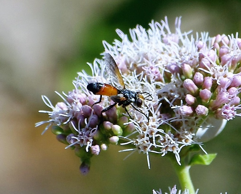 TACHINIDAE Cylindromyia brassicaria.JPG