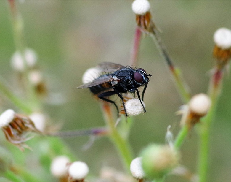 TACHINIDAE Eriothrix rufomaculatus 1.JPG