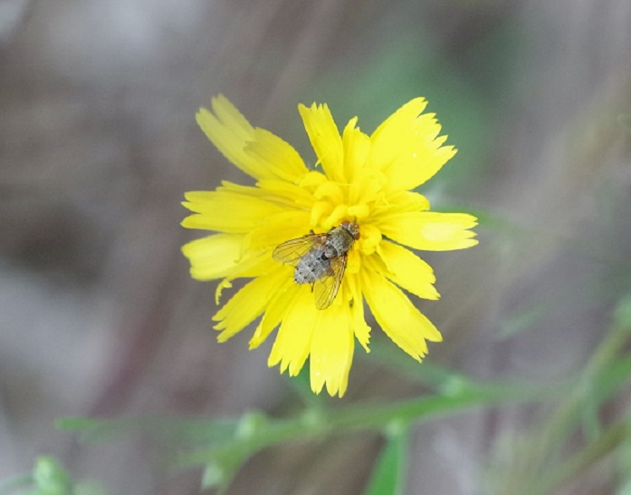 TACHINIDAE Siphona cristata.JPG