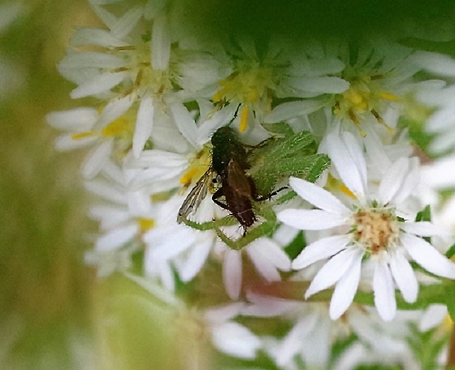 TACHINIDAE Cylindromyia rufipes.JPG