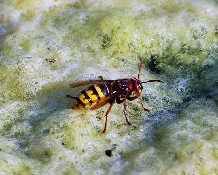 VESPIDAE Vespa crabro 2 (frelon d'Europe).JPG